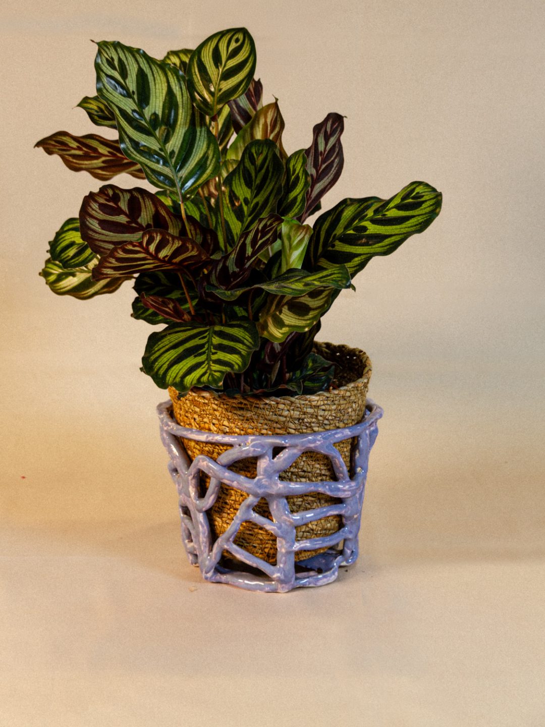plant_lingerie_00002