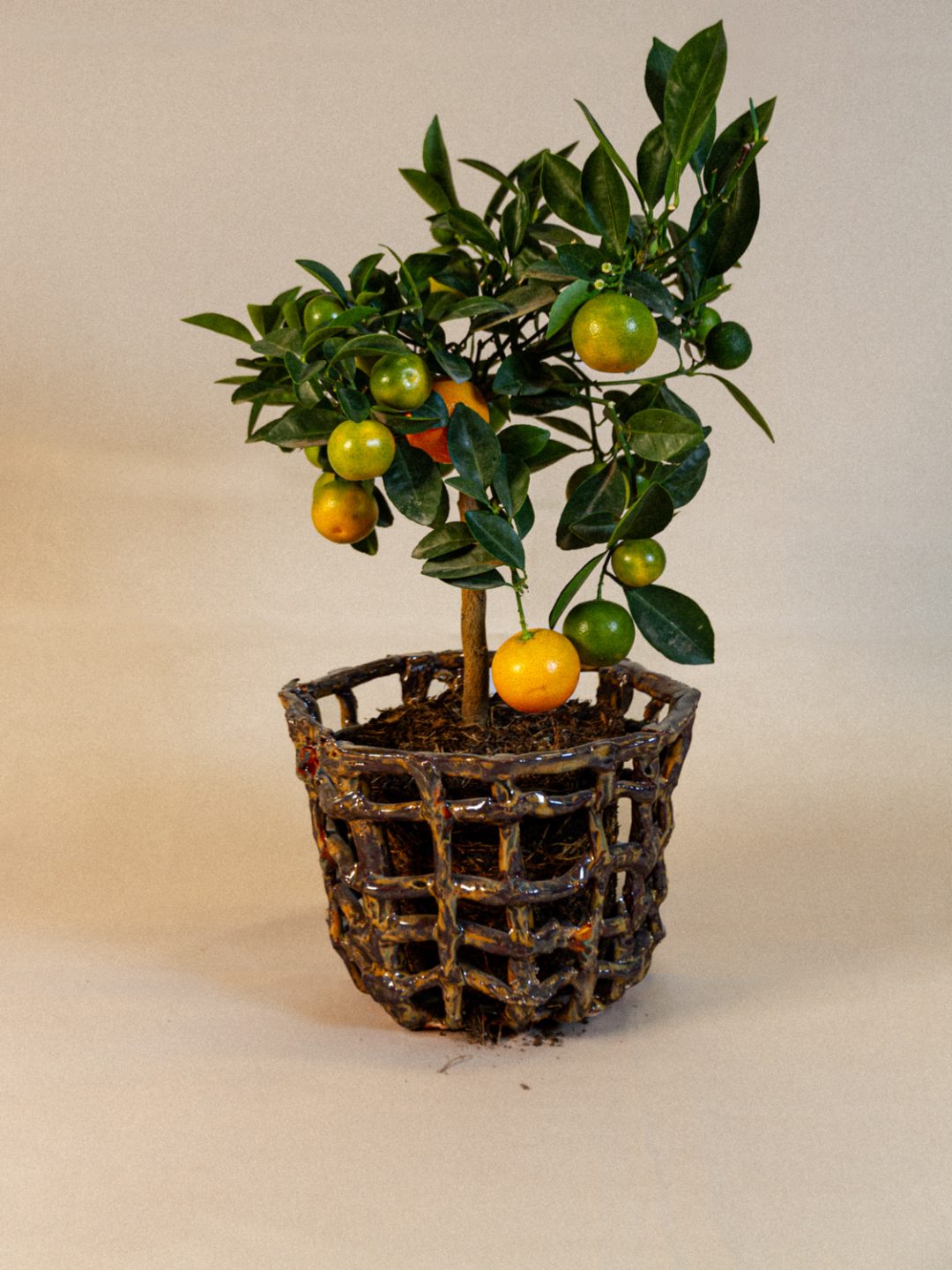 plant_lingerie_00007