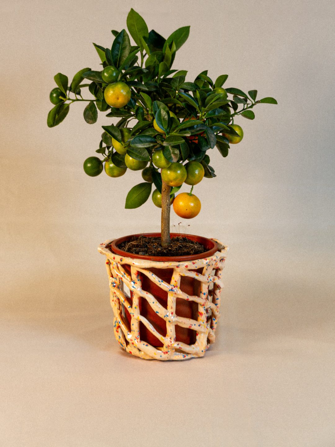 plant_lingerie_00017
