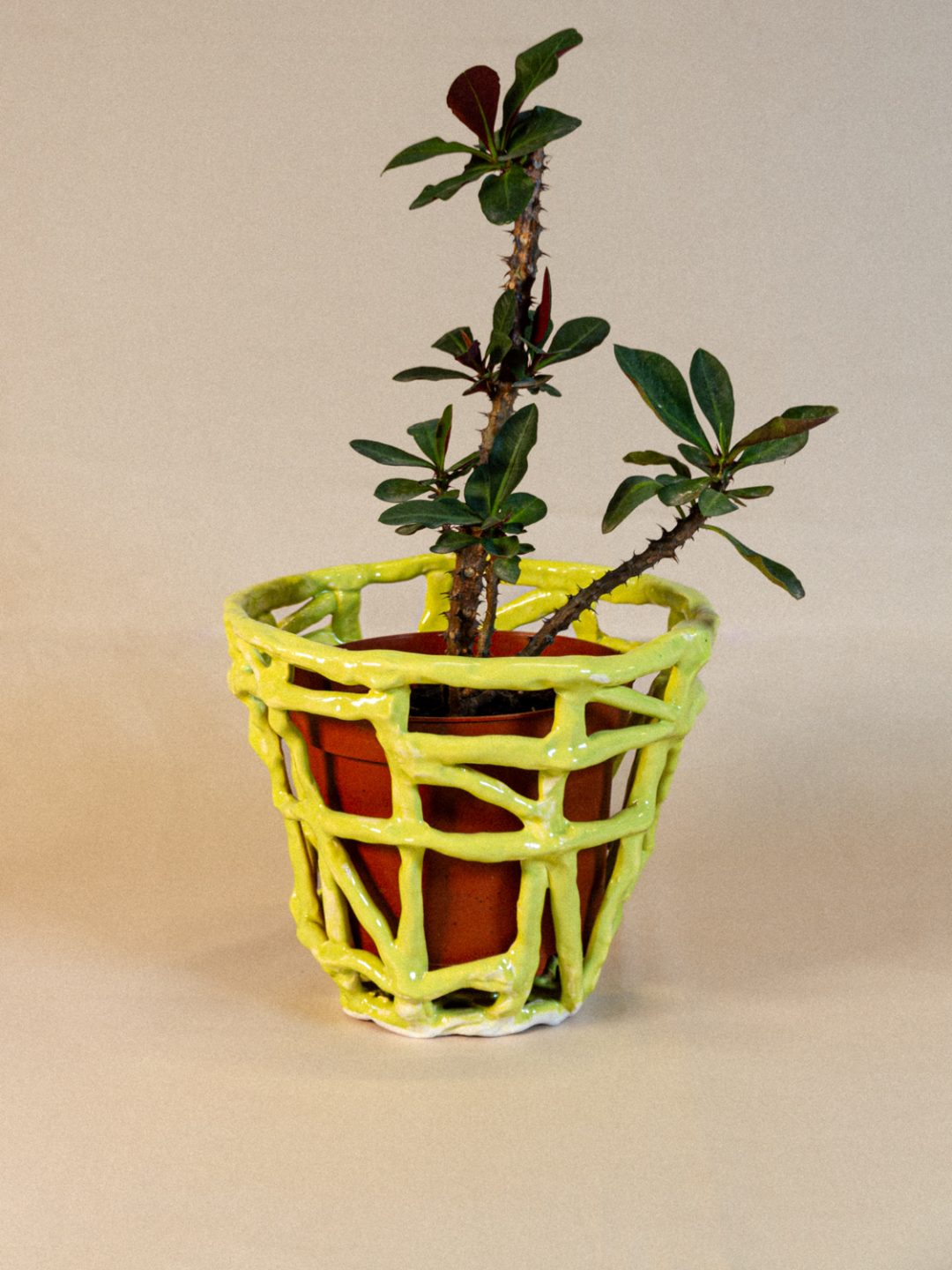 plant_lingerie_00020