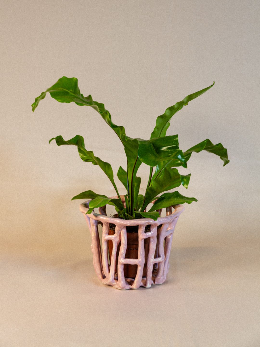 plant_lingerie_00030