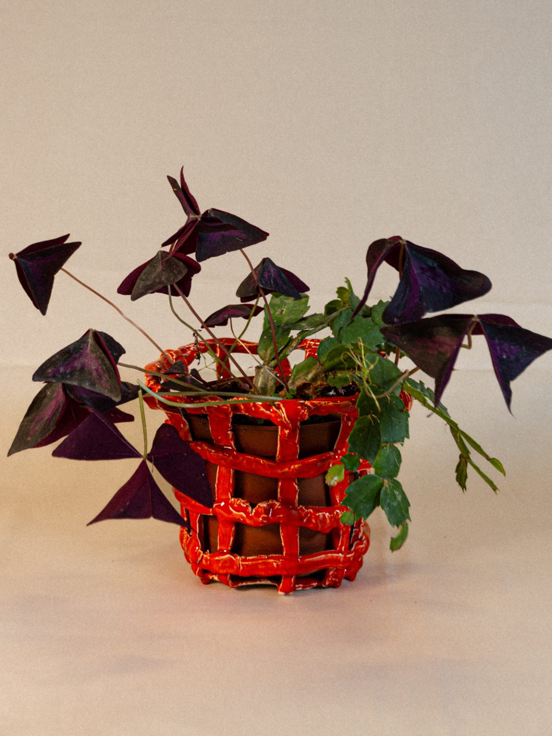plant_lingerie_00033