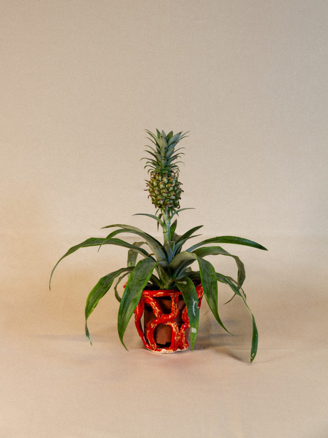 plant_lingerie_00036