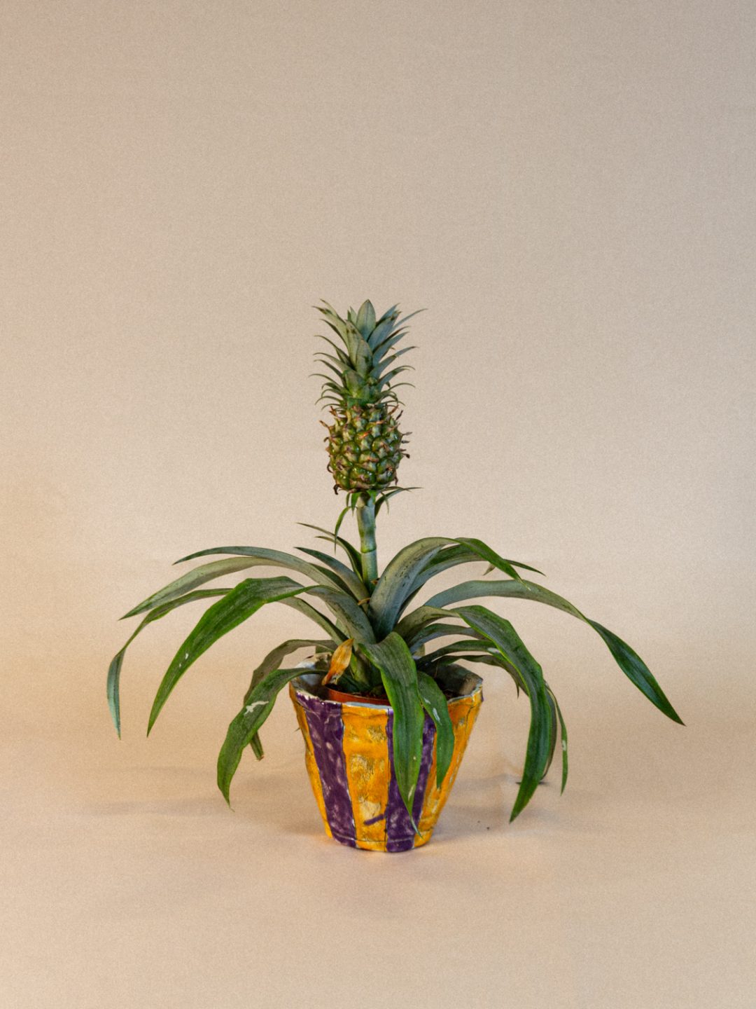 plant_lingerie_00042