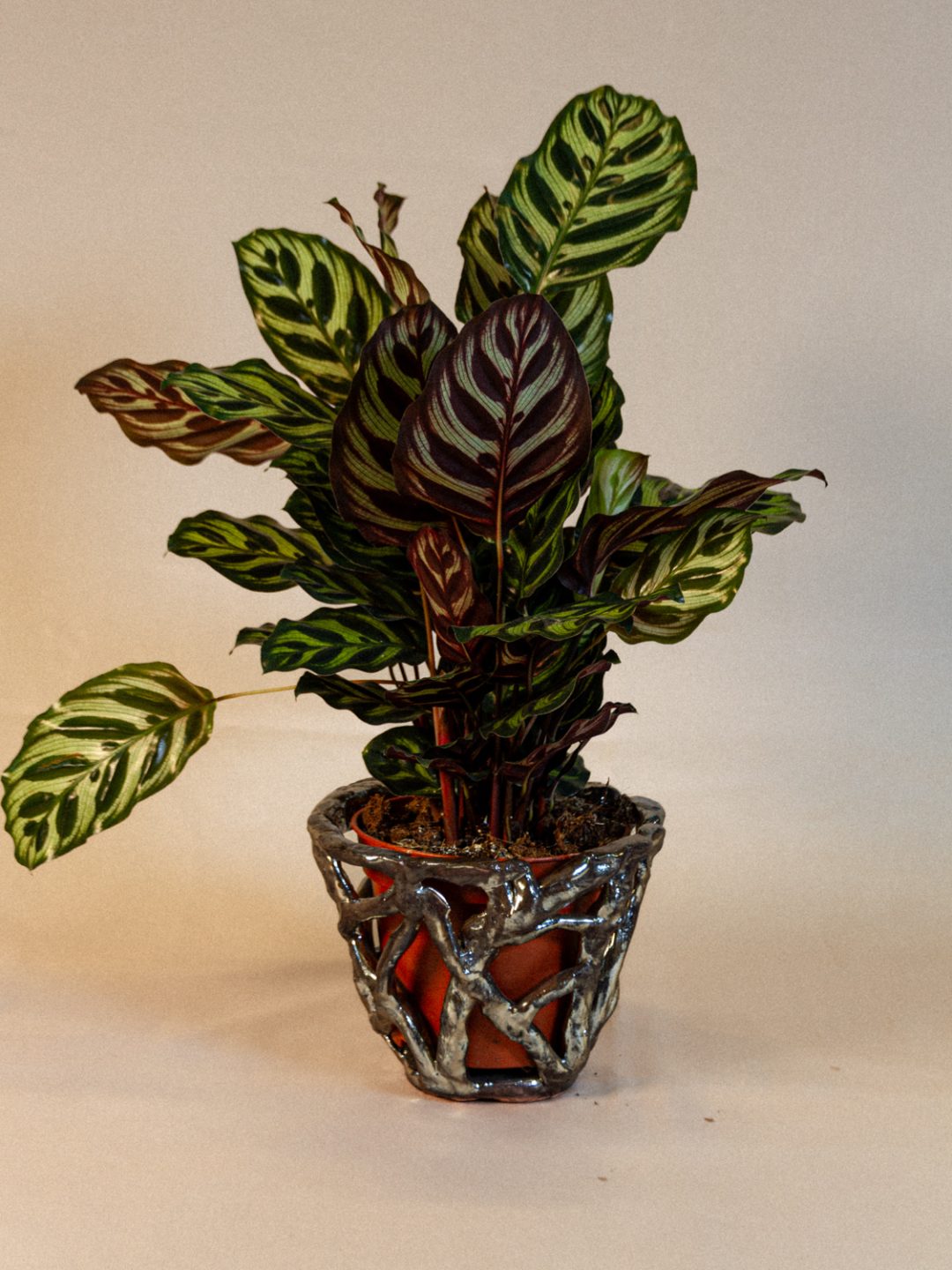 plant_lingerie_00045